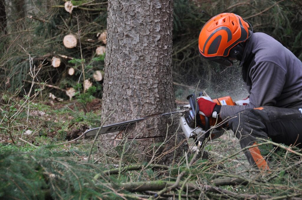 forest, duration, forest work, tree, wood, nature, woody, felling, saw, workers, chainsaw