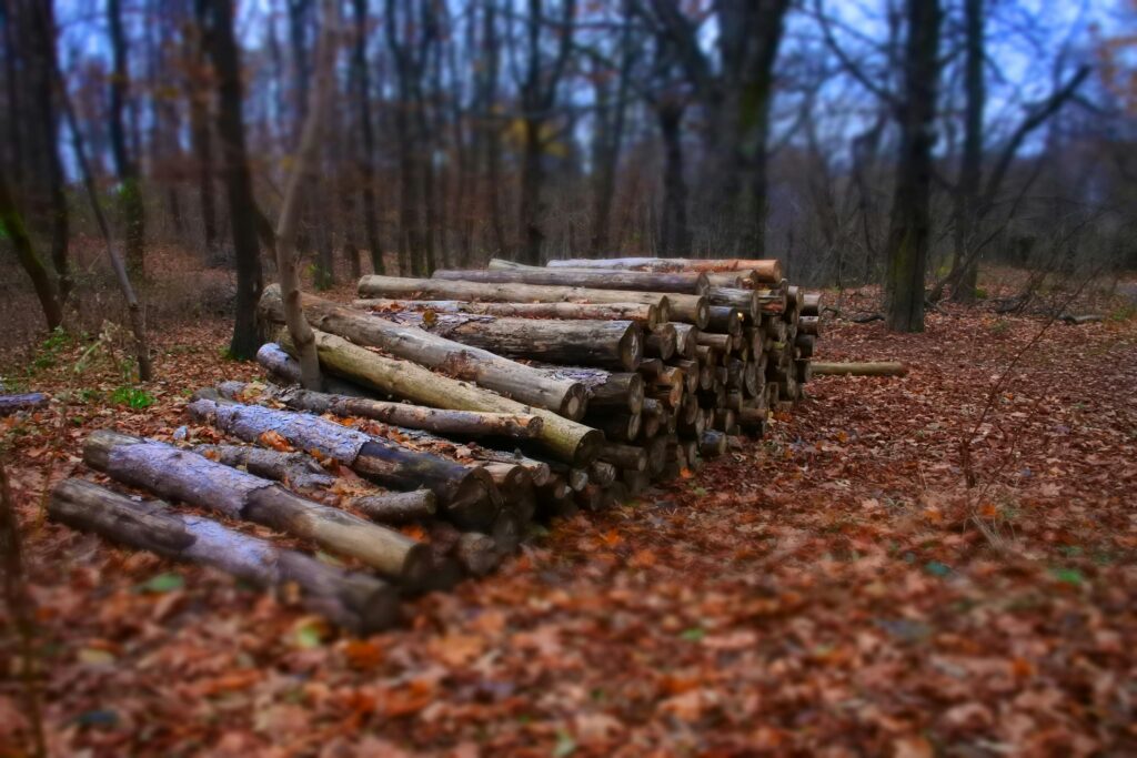 A stack of cut logs placed in a forest during autumn, surrounded by fallen leaves.