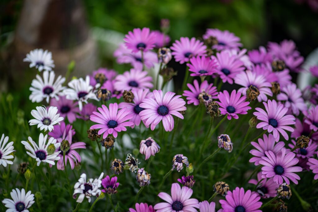A lively cluster of pink and white daisies showcasing spring beauty in a garden setting.
