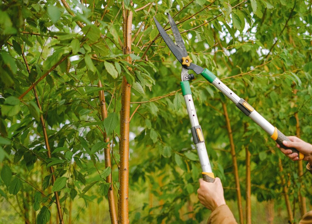 Side view of farmer with pruning shear trimming branches of tree with green leaves in orchard