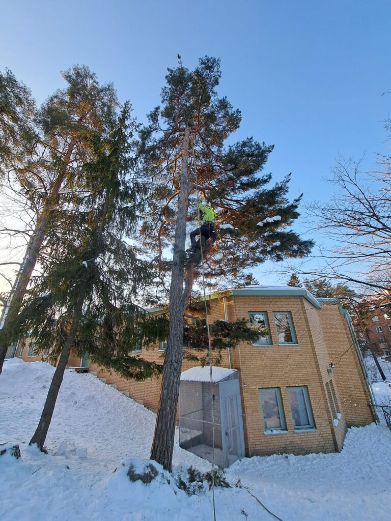 "Pendulasträdvård varför välja oss i stockholm"