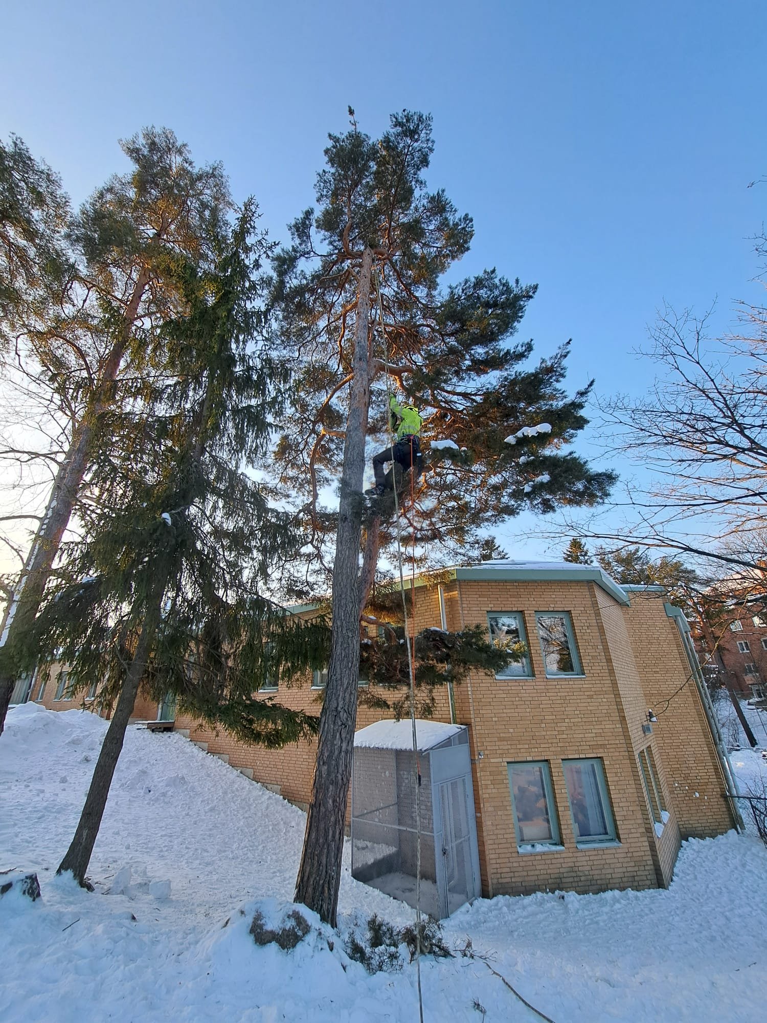 Trädbeskärning