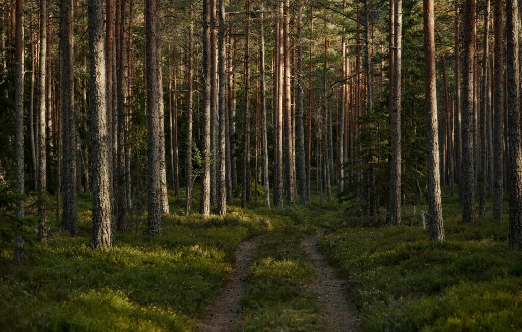 Explore a tranquil forest trail surrounded by towering trees and lush greenery.