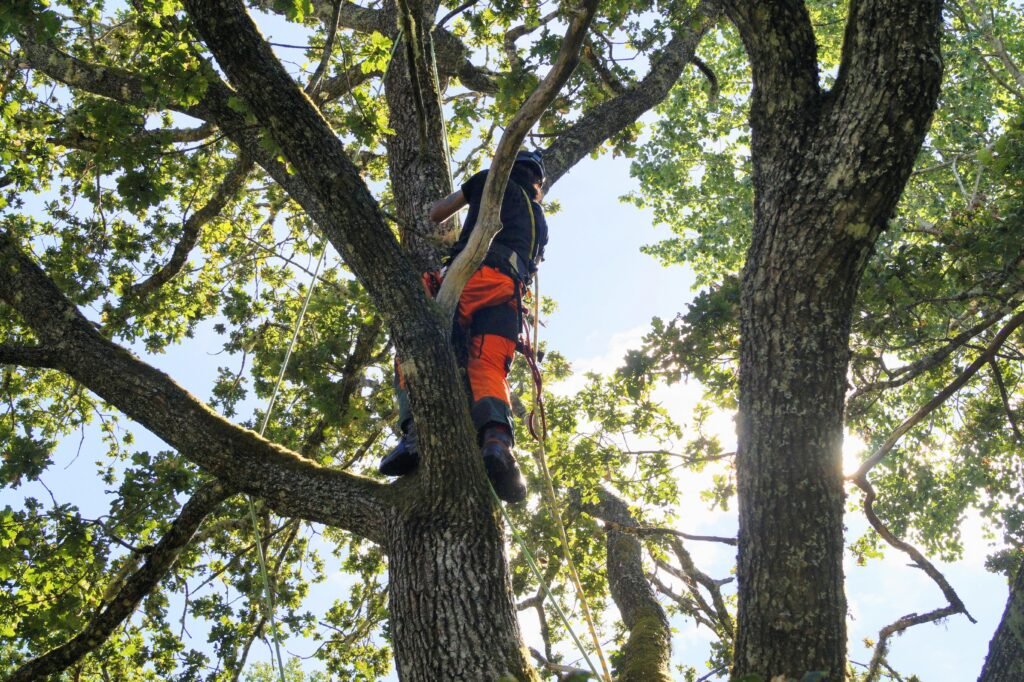 arborist stockholm trädfällning