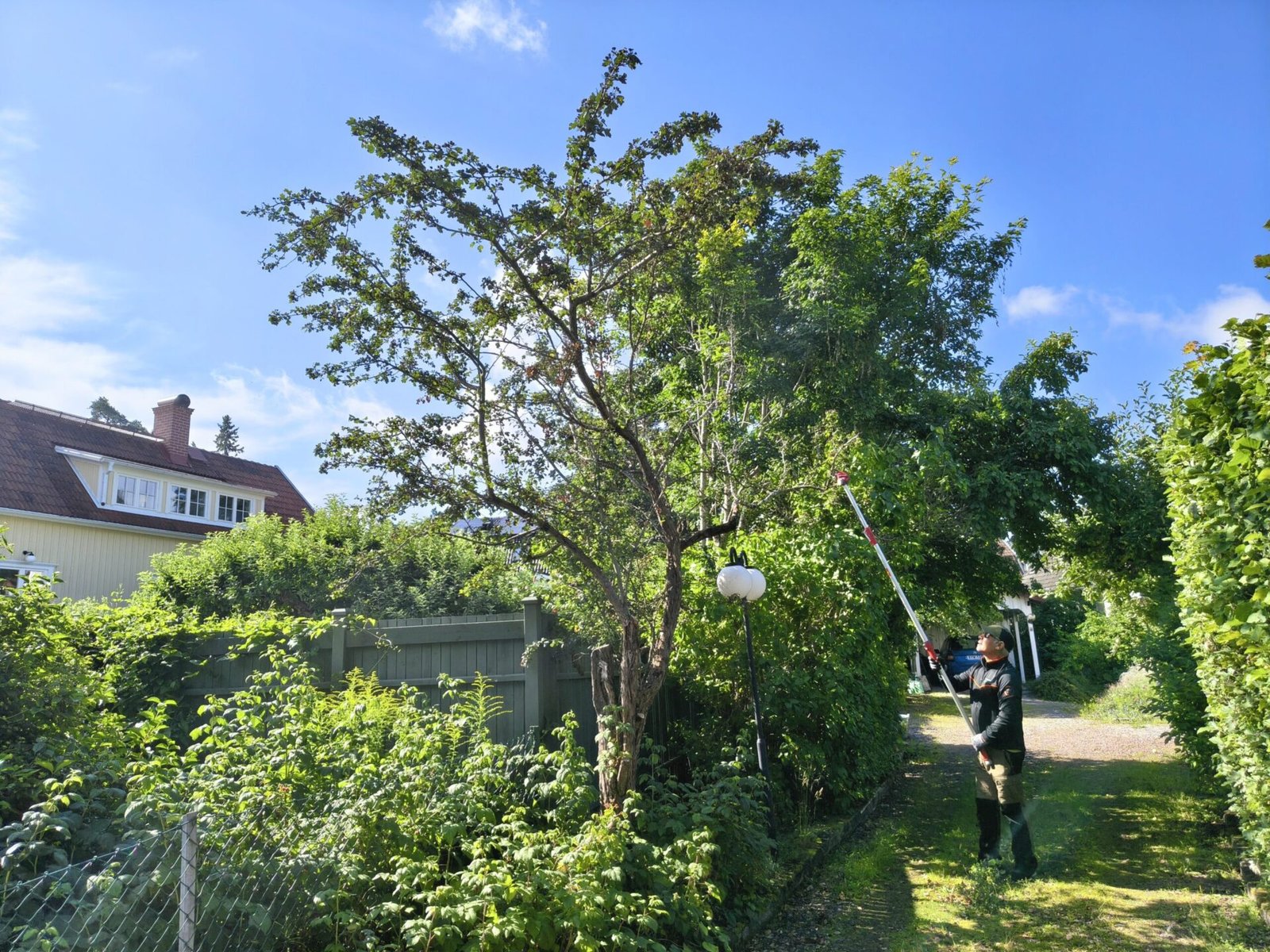 Arborist beskärning av träd i spånga