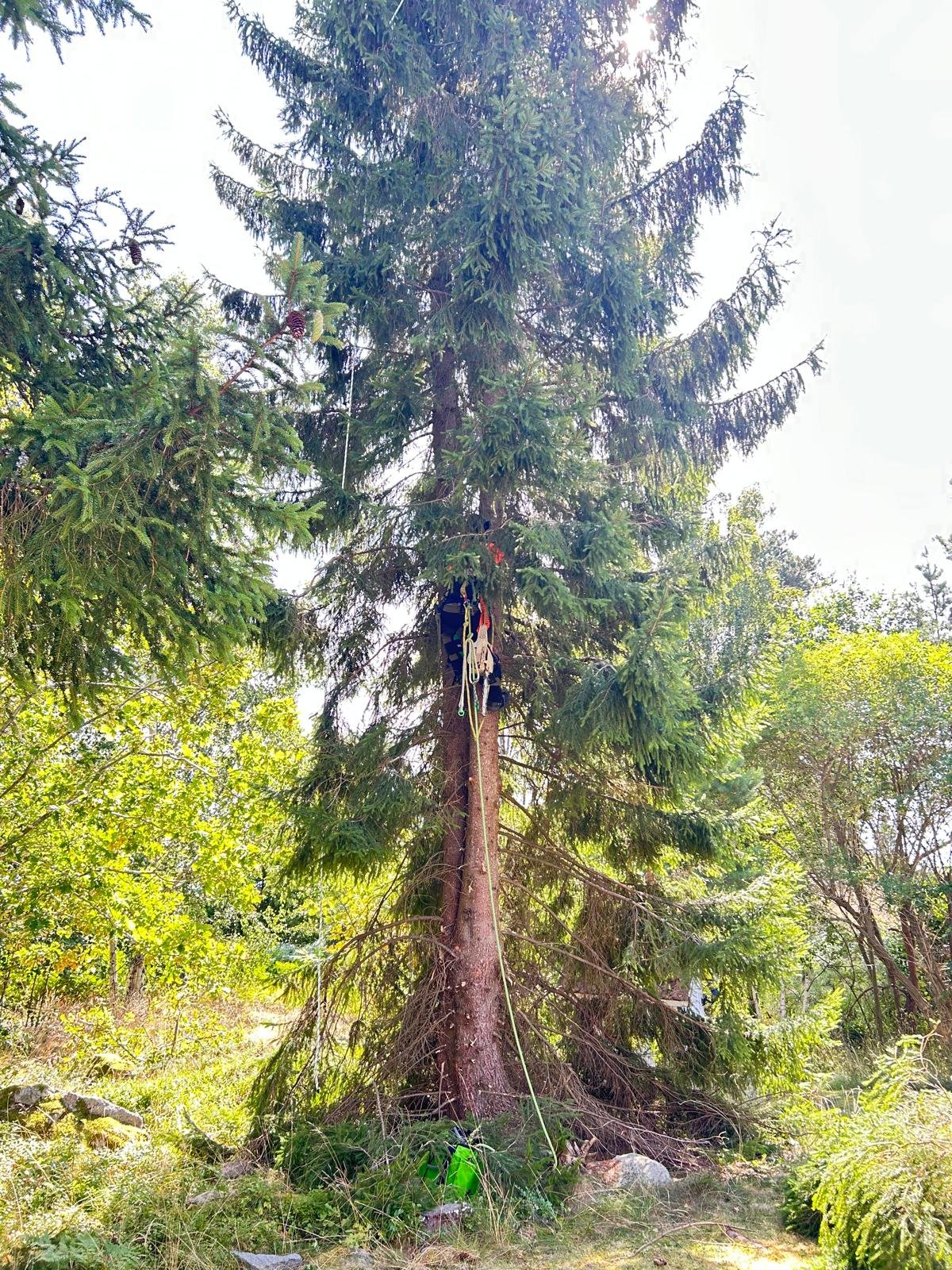 klättrande arborist sektionsfällning i stockholm vallentuna