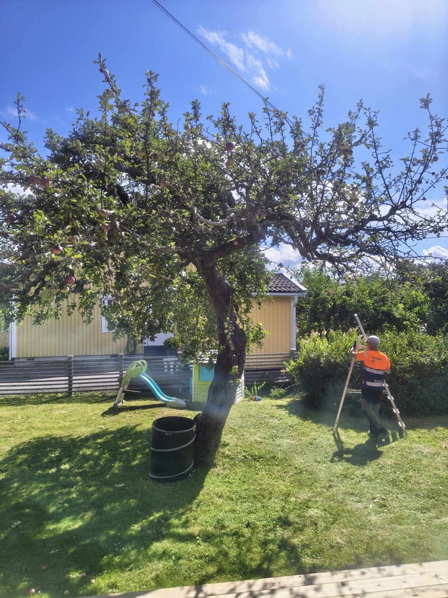 Beskärning av äppelträd i stockholm, farsta