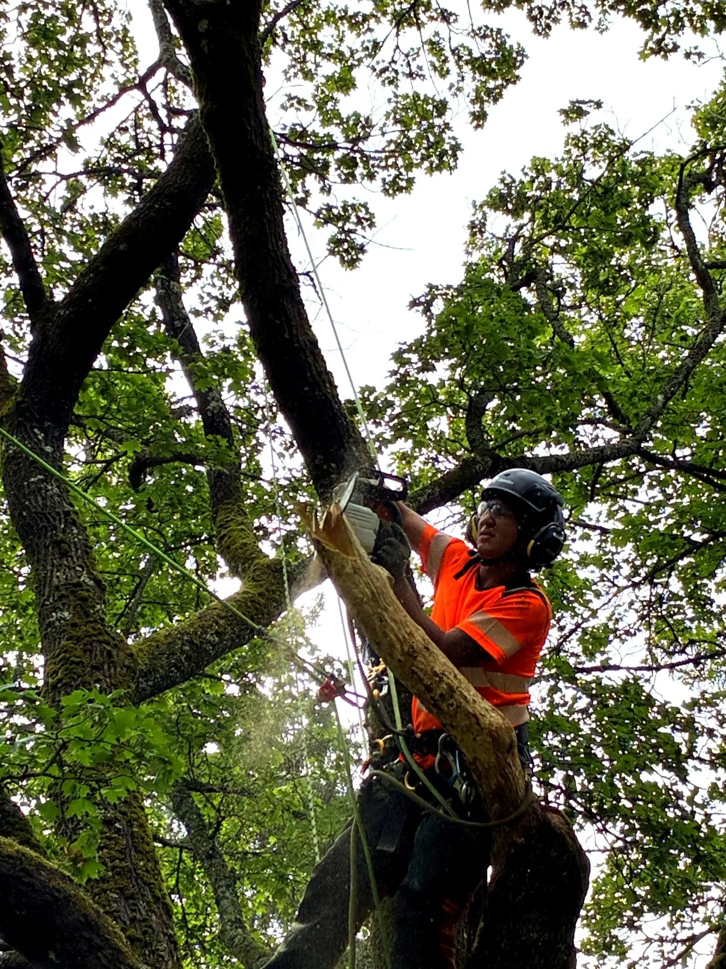 Arborist veteranisering i stockholm norrort