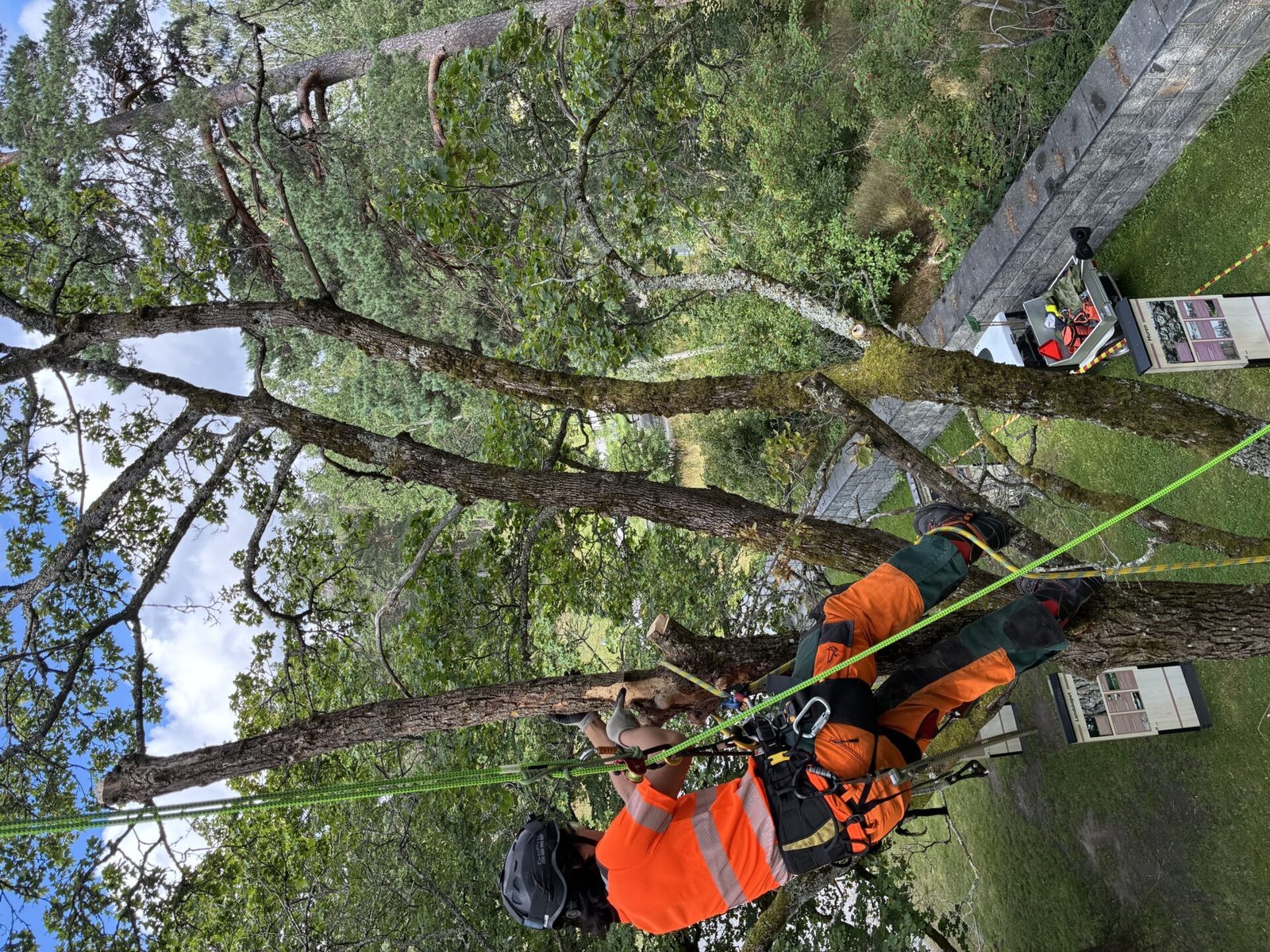 Arborist klättrar i träd i enskede