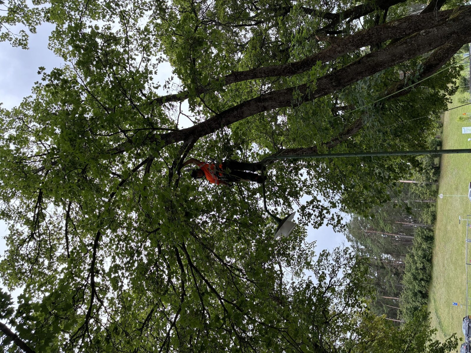 billig arborist i stockholm