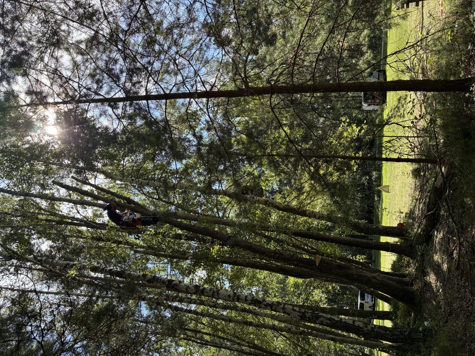 arborist sektionsfällning i stockholm, hägersten
