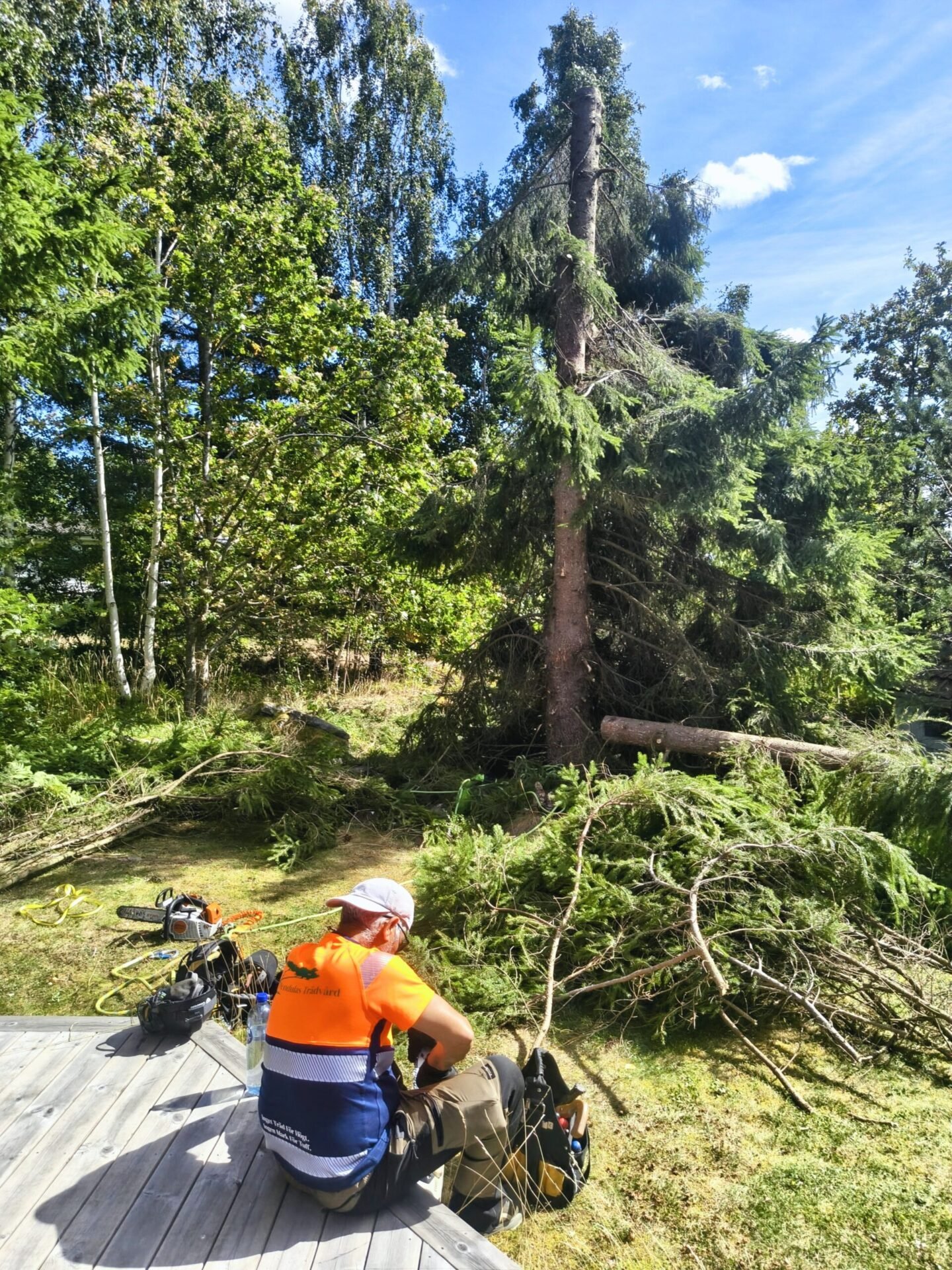 arborist sektionsfälla gran i åkersberga