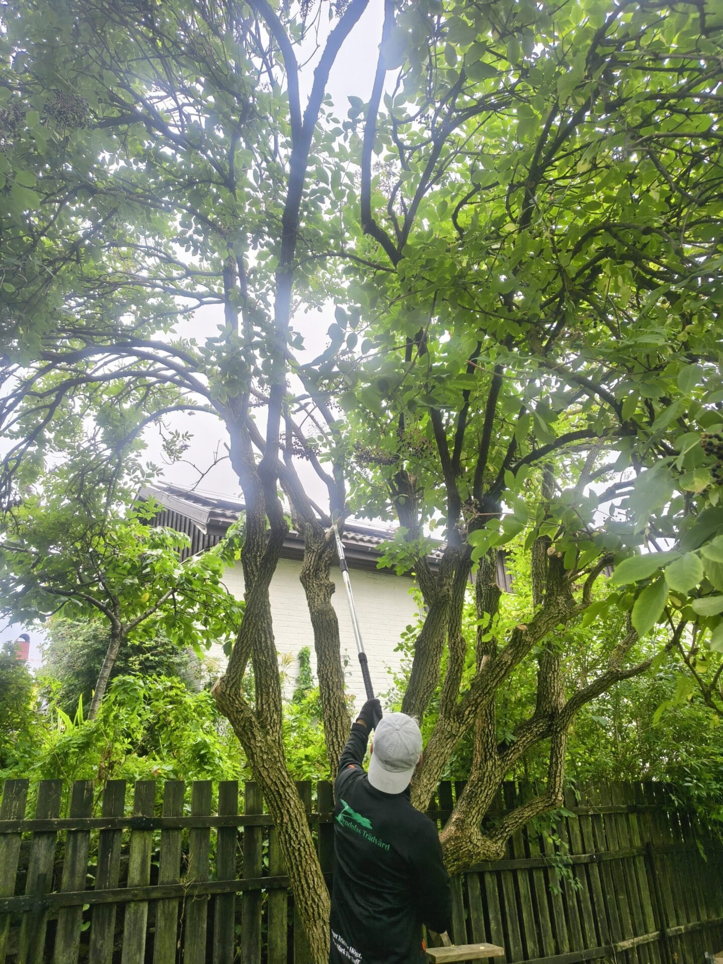 Arborist beskärning av träd i stockholm