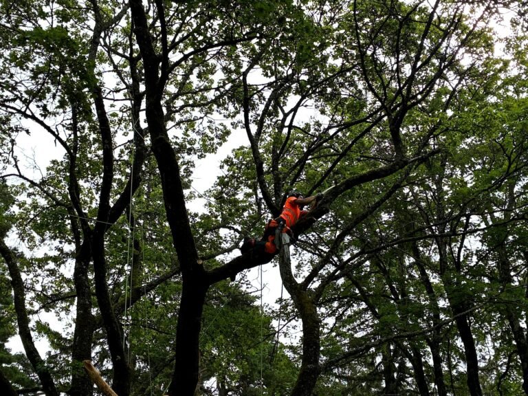 Klättrande arborist i stockholm fäller träd billigt