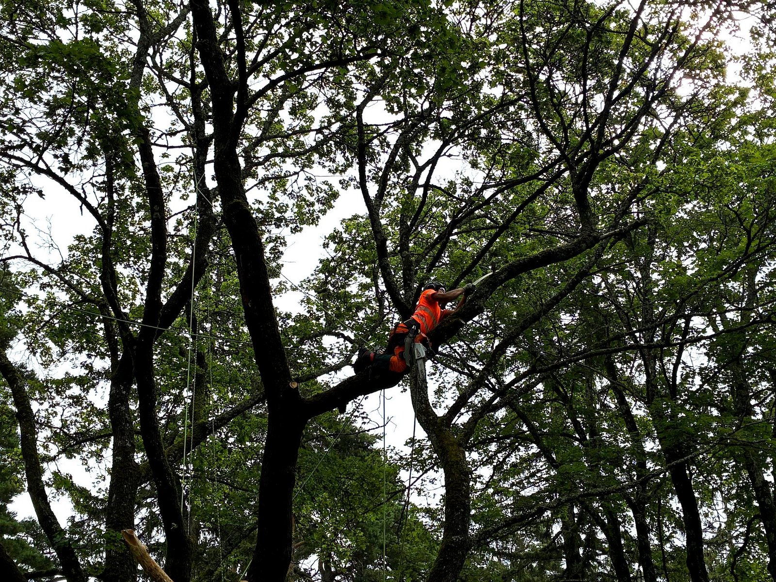 Klättrande arborist i stockholm fäller träd billigt
